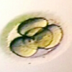 4 Cell Embryo on Day 2